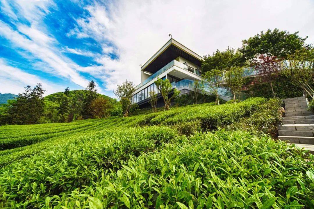 峨眉山的"茶言茶语",听了让人很上火_茶园