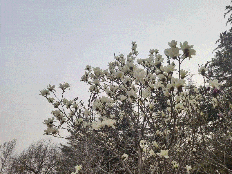 春,就这样踏着轻盈的步伐走来了潍科迎来了万里晴空伴随着一场蒙蒙的