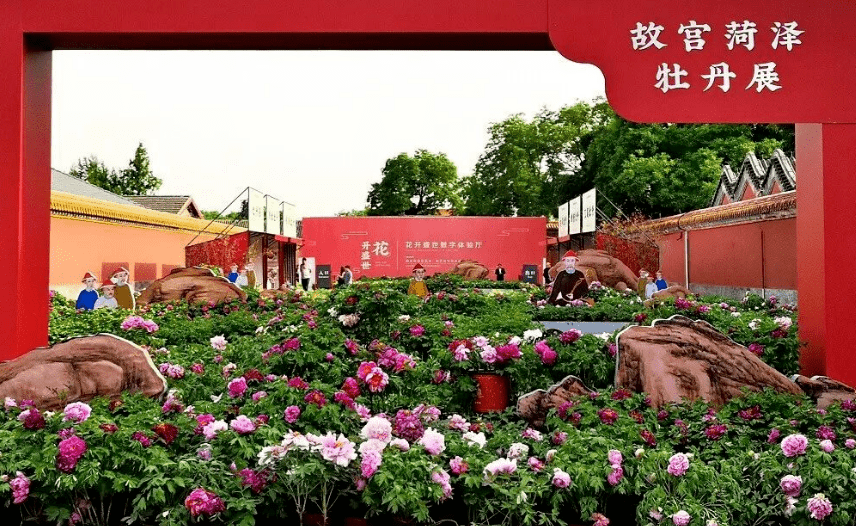 茁壮生长去年秋季时这批故宫菏泽牡丹重归故里栽植在曹州牡丹园国花
