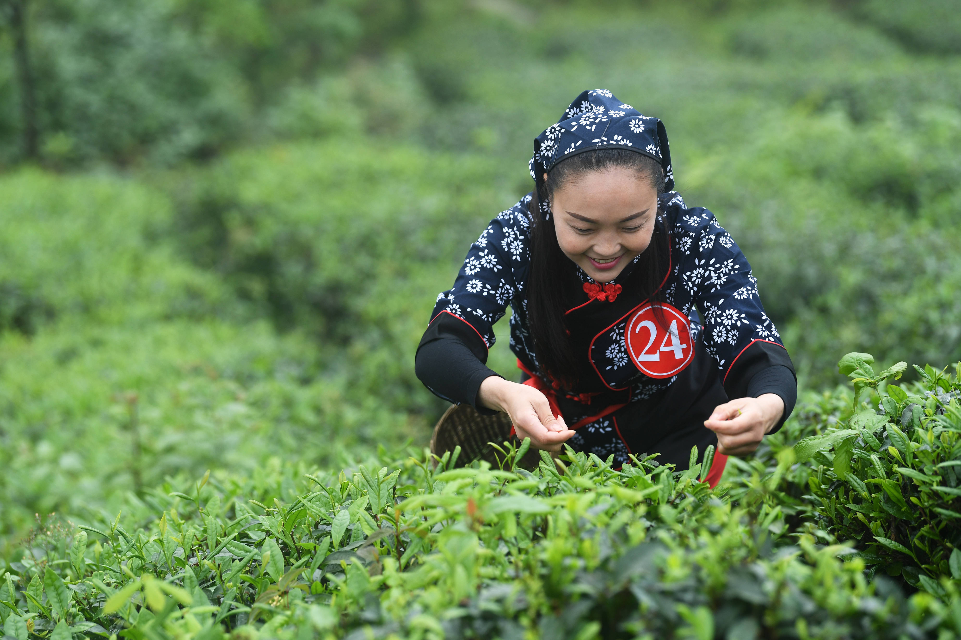 采茶图片真实照片图片