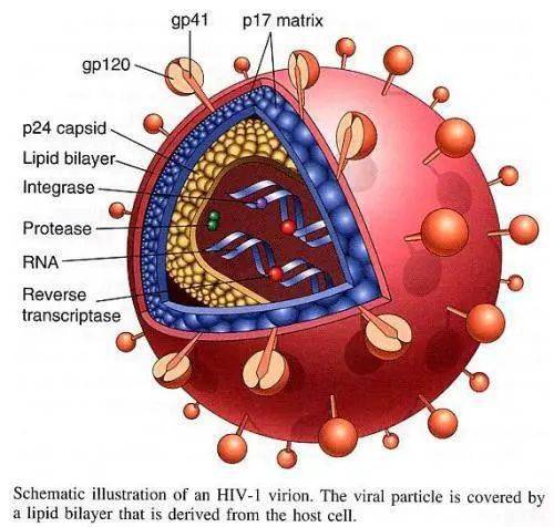 埃博拉病毒的结构图片