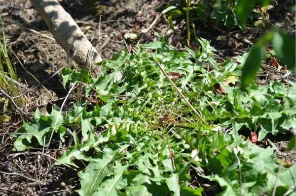 婆婆丁是什么样的野草 9f72ea9867614f23a54941dcb1e788a5.jpeg