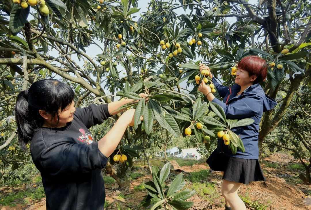 福清这里的枇杷熟了产量1300吨