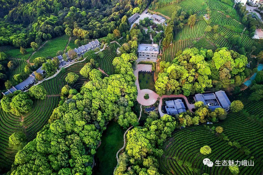 清明小長假丨雲茶山莊翠芽茶飄香美景美食等你來