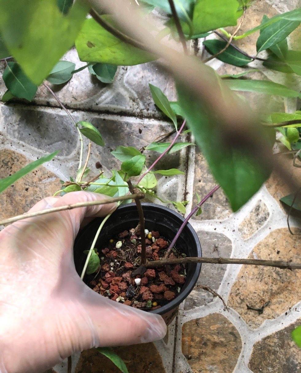 金银花刚发芽幼苗图片图片