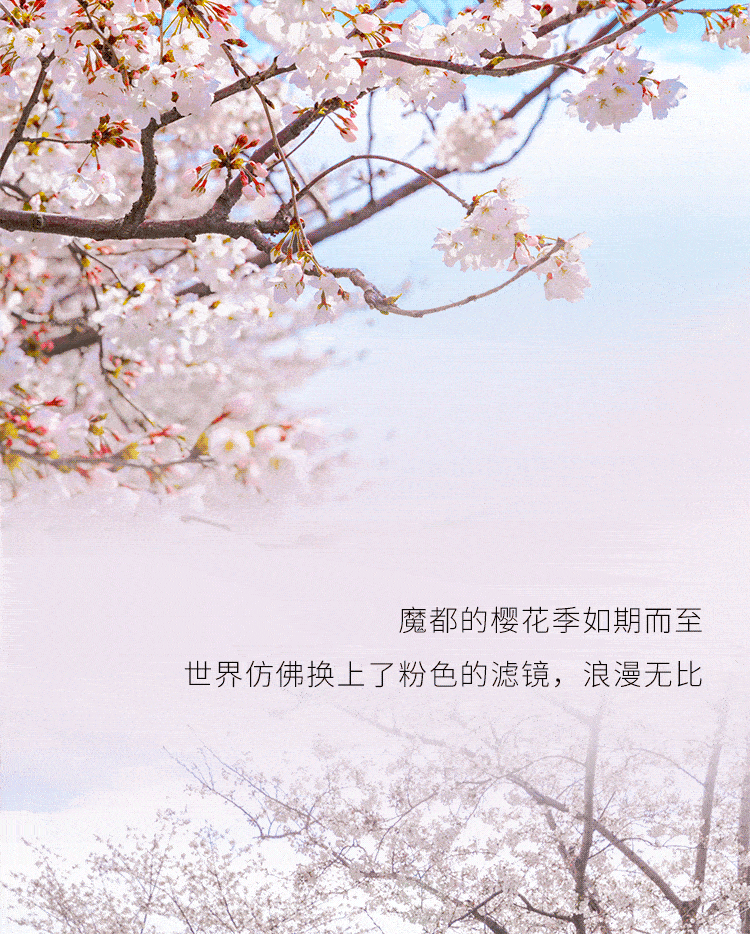 去看辰山的樱花，这个春天才值得！