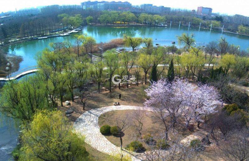 近日,青岛市城阳区世纪公园的樱桃花,李花盛开,仲春景色秀丽宜人