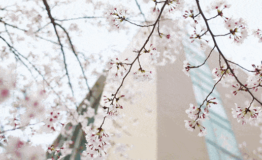 浦城乌樱桥去年错过的樱花，今年如约来了！
