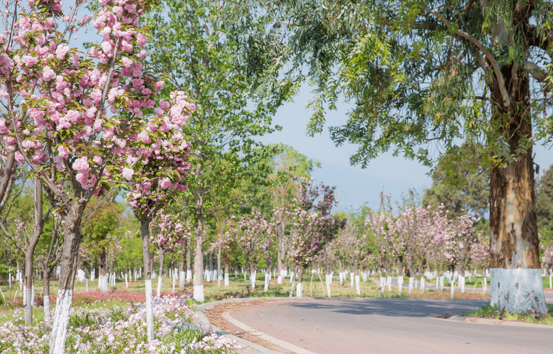 滨湖湿地公园樱花图片