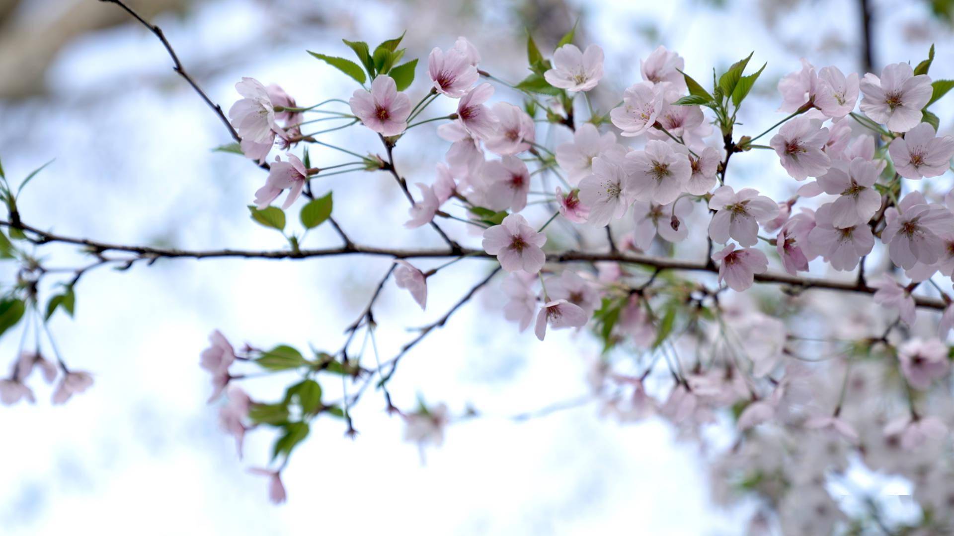 视频 | 在樱花林中赏一场汉服秀，在樱花树下品一杯樱花咖啡冰沙，在樱花灯里开启“走花路”的夜生活……