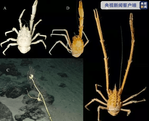 海洋生物|中科院海洋所发现11个深海铠甲虾新种