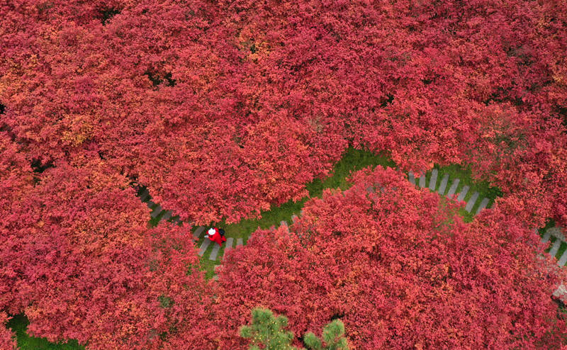 漫步贵州贵阳新堡枫叶谷枫叶似霞醉游人