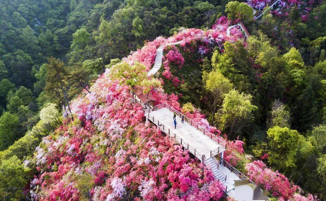 文化旅游活动持续到4月30日快来天峡看千米映山红