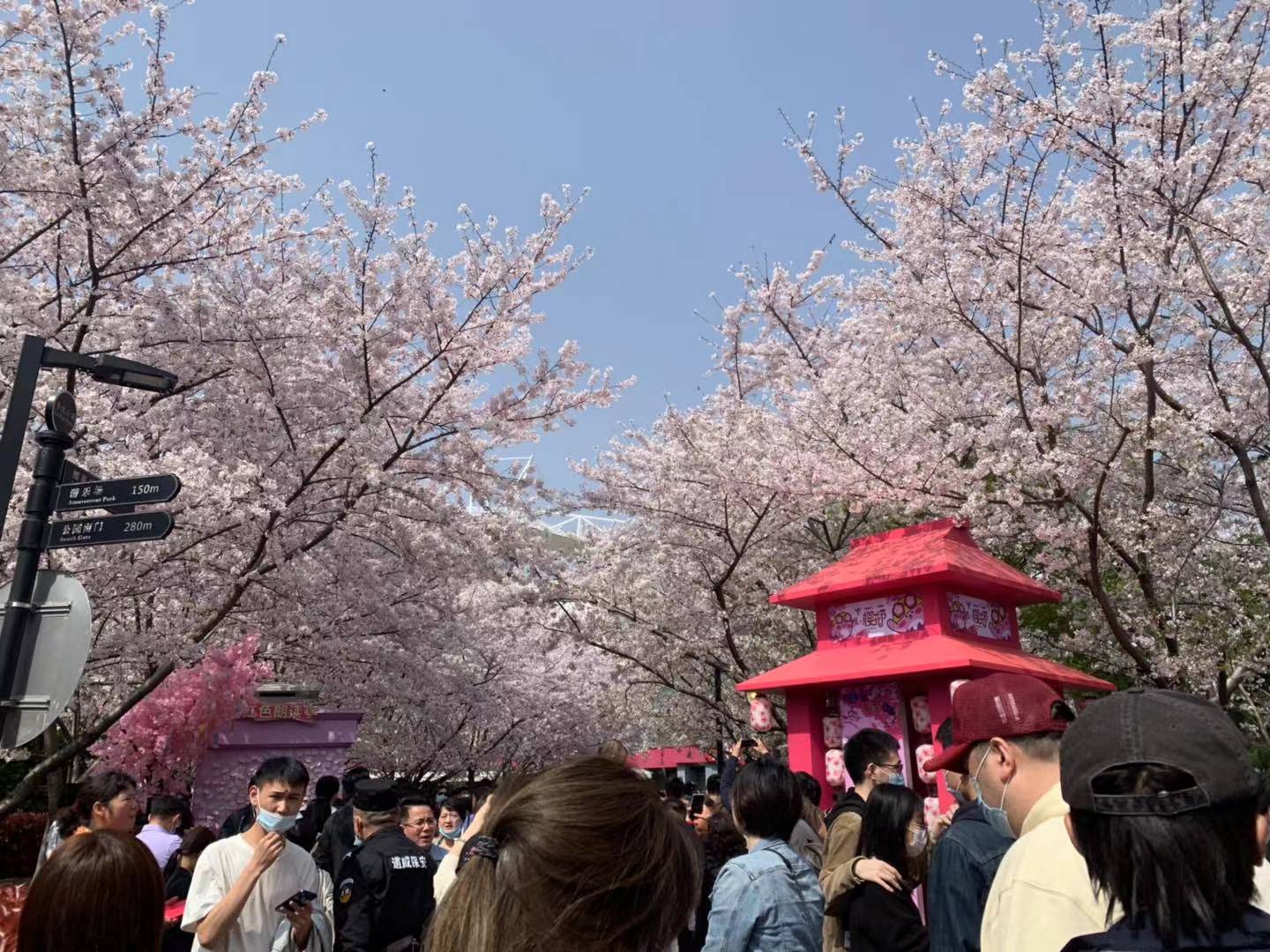 鲁迅公园首届樱花节开幕,1984年中日青年在此栽下樱花树