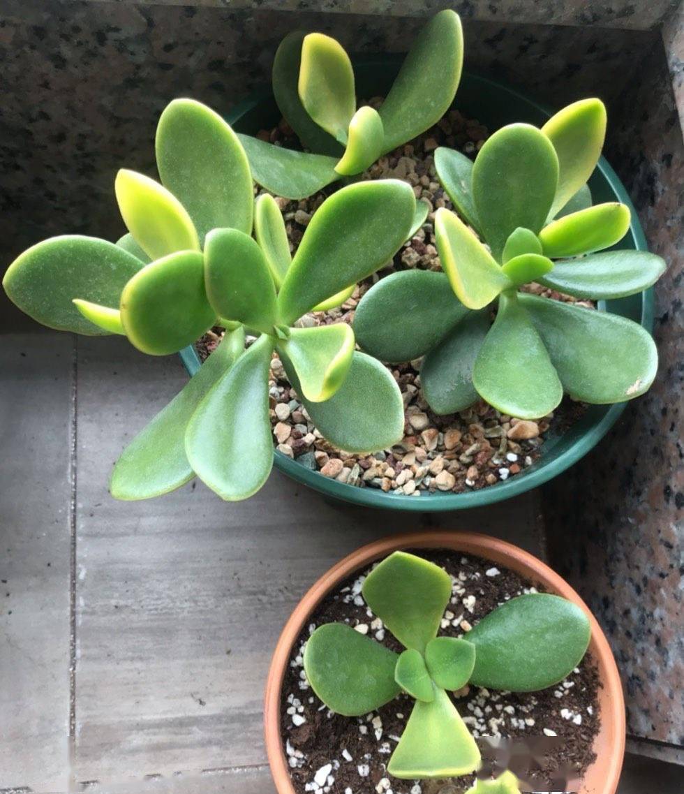 养好玉树要注意3个小细节枝干粗叶片油绿一树繁花