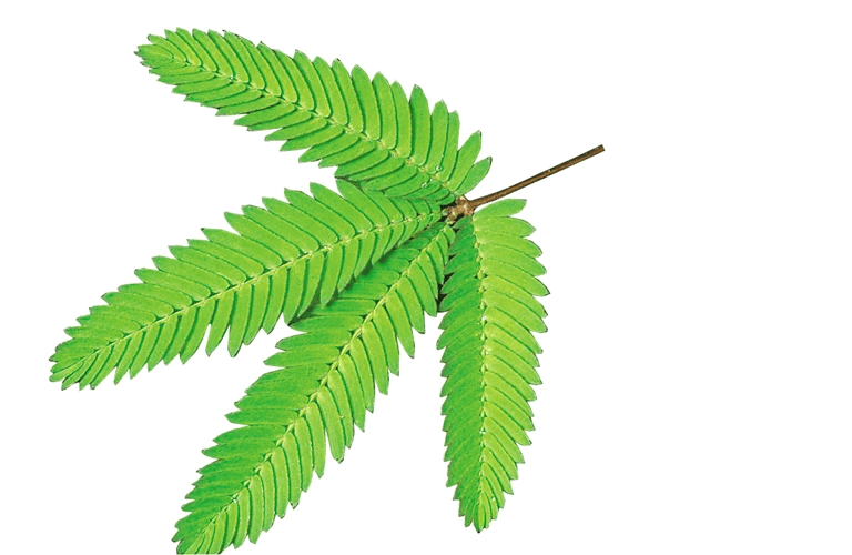 "你今天害羞了吗":植物界的"社恐"含羞草_叶子会