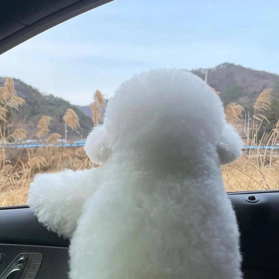 全网最强背影杀手背面看是棉花糖正面看是表情包