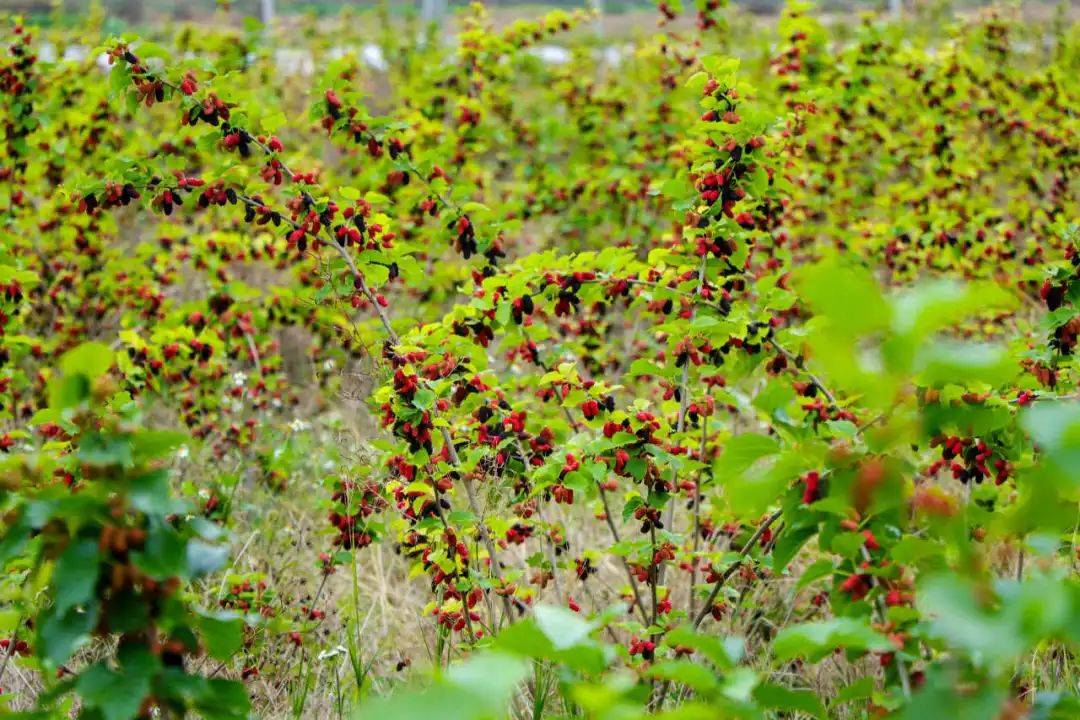 韶关周边桑葚采摘地图新鲜出炉!还可进园随便吃!_果园