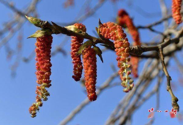 桑樹雌花.桑樹雄花.構樹雌花.構樹雄花.