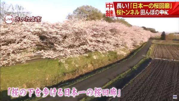 日本第一“樱花回廊”迎来盛开季 人们保持距离安全赏樱