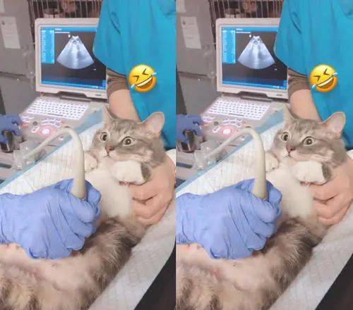 猫咪怎么样会流产 d77a299432c946ceba0e50d261a9cac5.jpeg