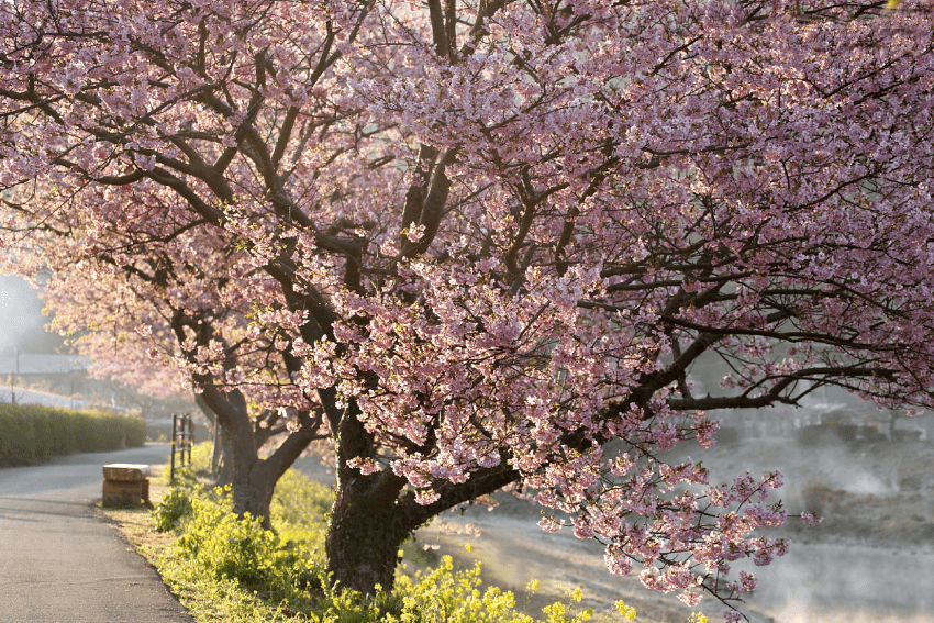 最美不过四月天，世界上最灿烂的春天都藏在这10个地方