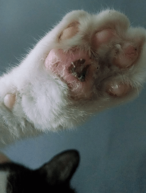 猫咪脚癣图片
