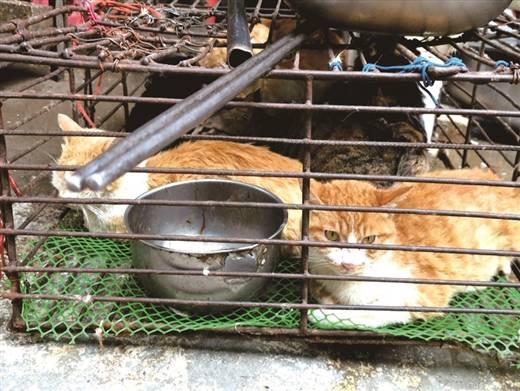 当街宰杀活猫引来网友关注