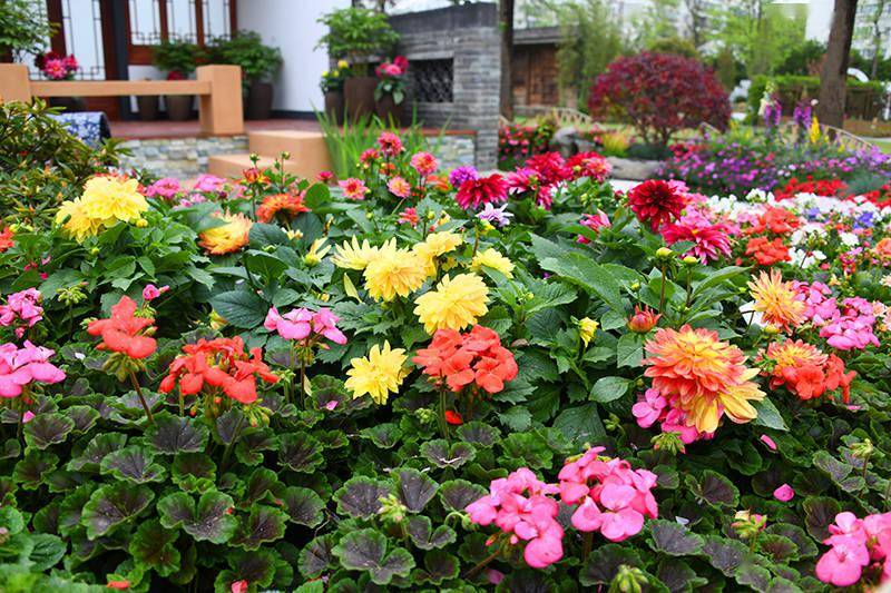 2021上海（国际）花展4月2日开幕，与1200余种新奇特植物邂逅