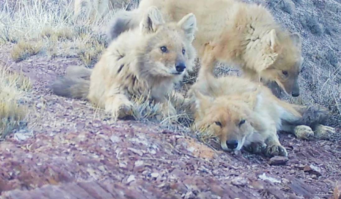 濒危豺群再现祁连山红外相机拍下罕见画面