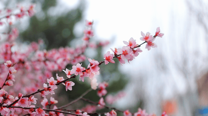 三月桃花雨简谱_三月桃花心中开简谱(2)