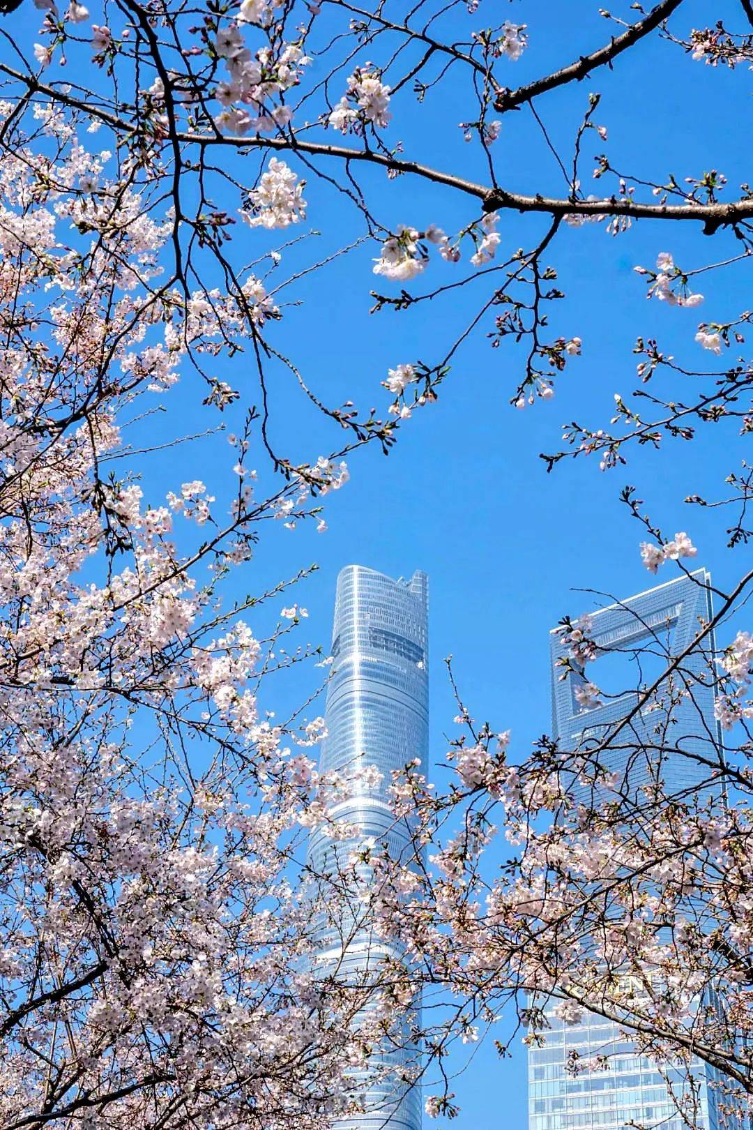 3456㎡，87株樱花树！小布带你去“最美地铁口”赏樱花