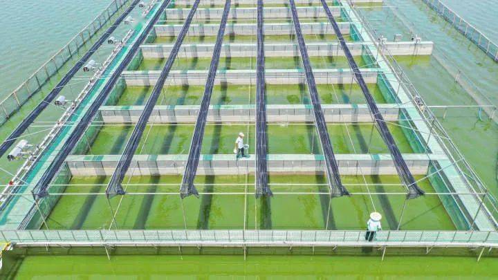 浙江数字化的乡村实践②物联网遇上传统渔业会擦出怎样的火花一条鱼的