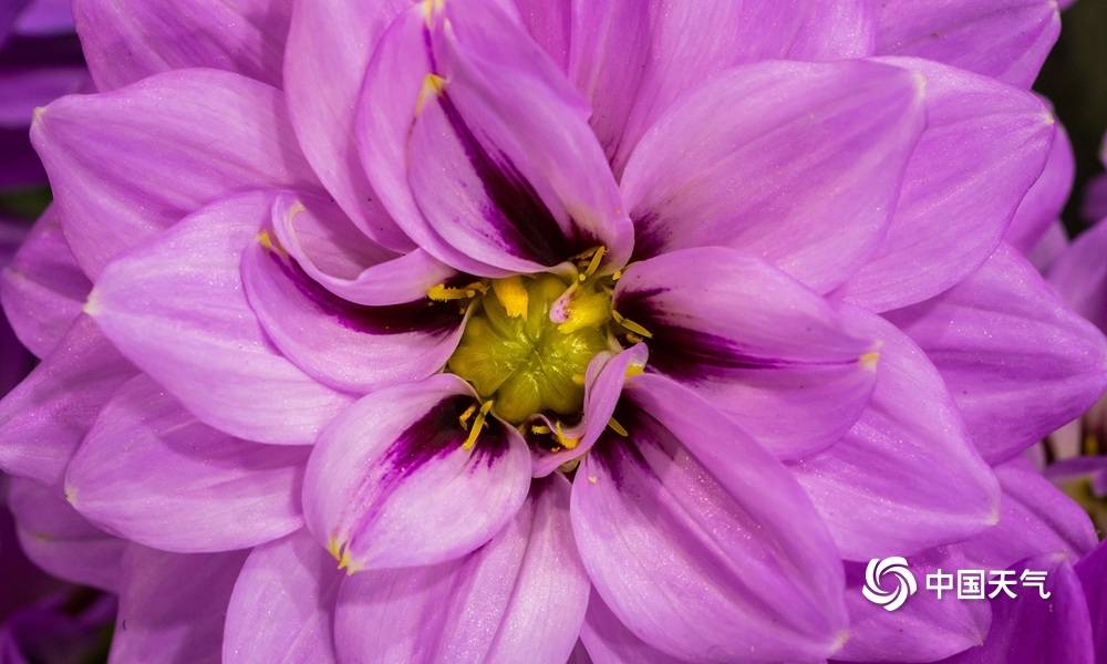 微距拍春花近一点体味春的独特风景 中国