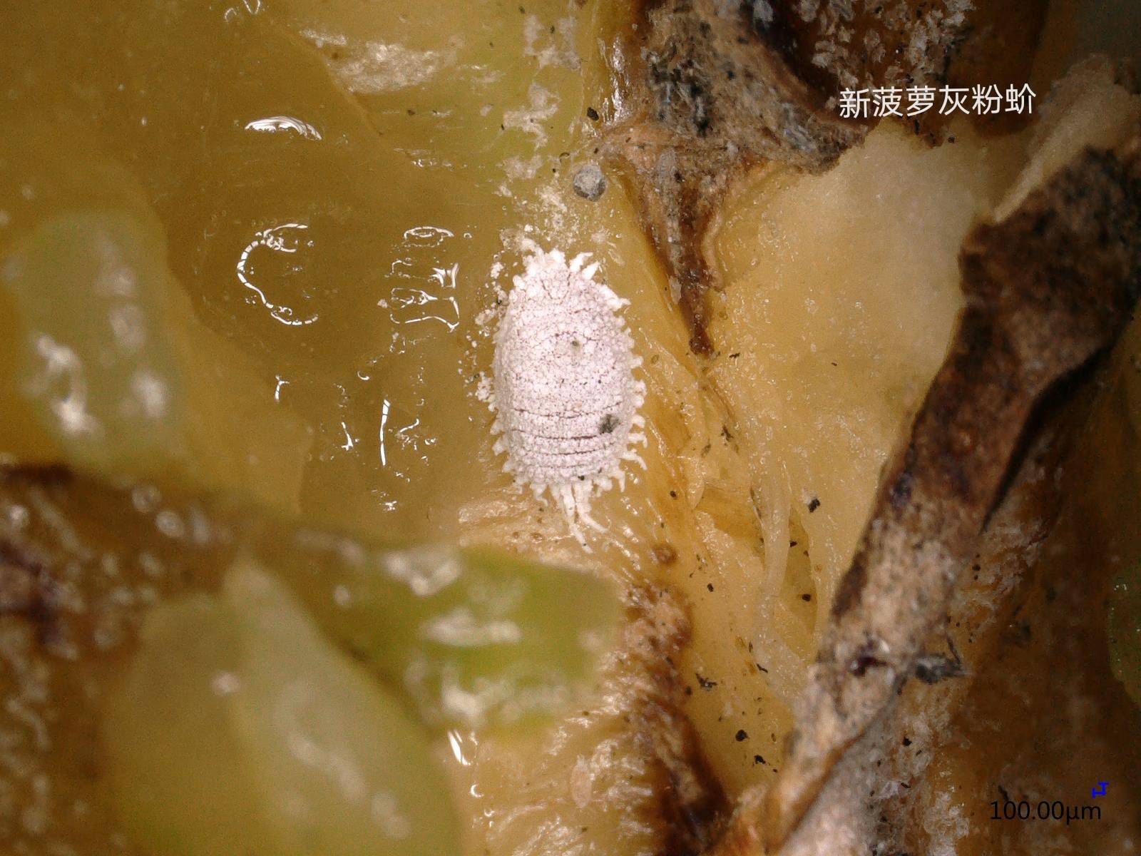 粉蚧菝葜黑圆盾蚧2020年,大陆方面向台湾方面书面通报了28批菠萝不