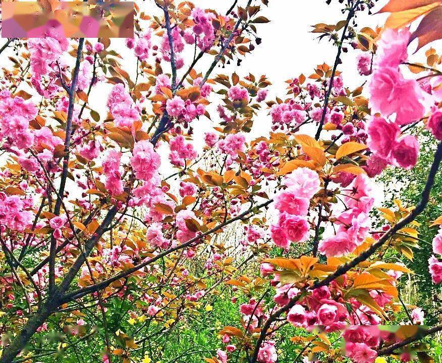 十堰市春季十大赏花游之"飞花霞满天,烂漫赏樱游"!_樱花