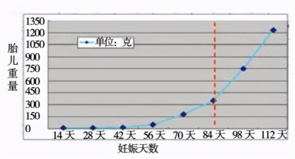 猪胚胎发育过程图图片