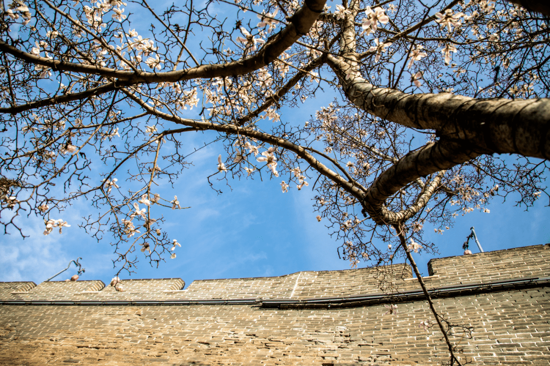 人间四月始芳菲关城春日好景大赏第二弹
