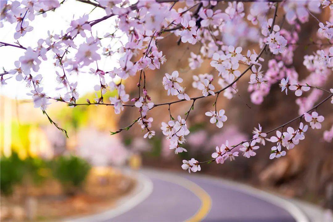 清明京郊游现地实拍带你走最美花路看最童话春天