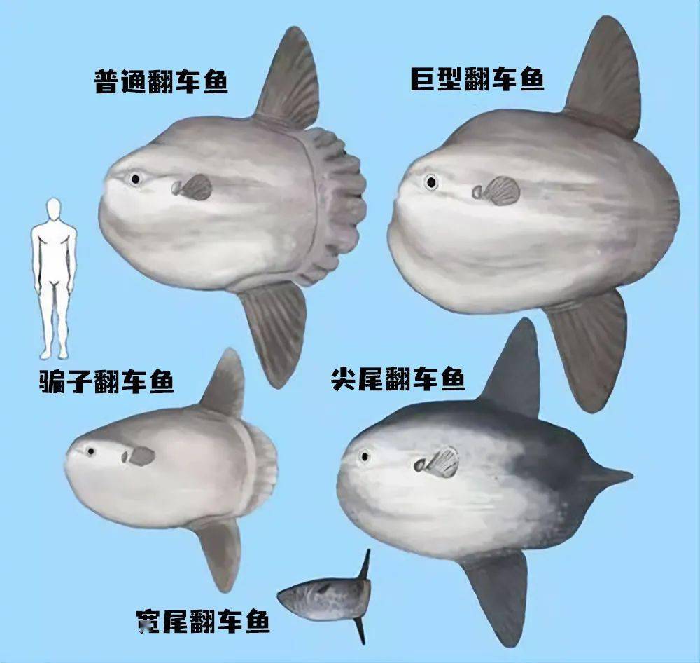 同样是奇特大货,鲸鲨只有一种 翻车鱼大致分五个品种 注:五种翻车鱼