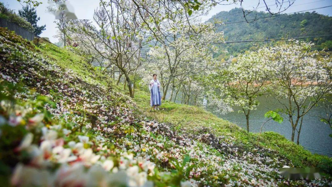 永春仙夹镇首届油桐花文化节盛大开幕油桐树花开了宛如飘雪很美很美