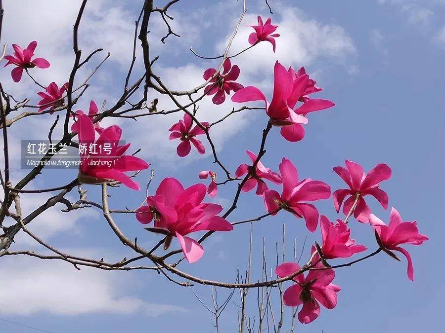 你们想看的红花玉兰安排上了