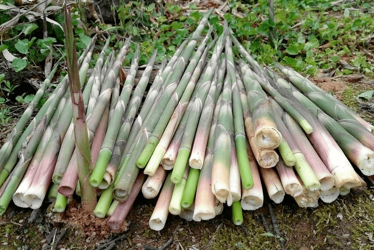 主要藏匿于深山竹林之中在竹笋中尤为珍贵故又名箭竹因身形苗条细长小