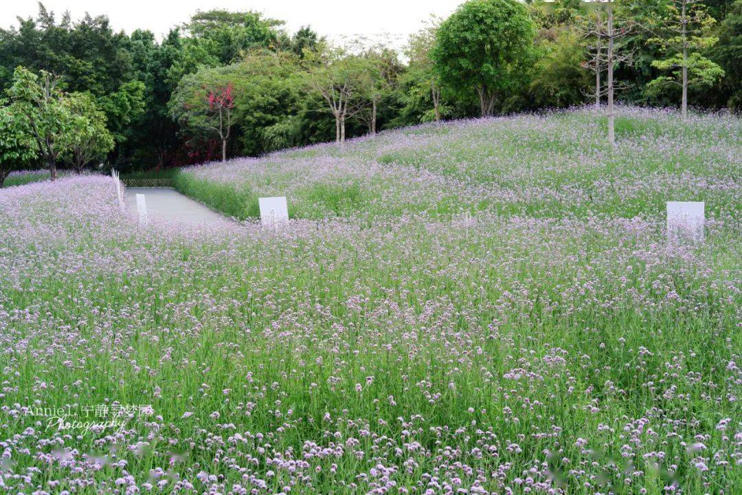 【廣州好玩】此起彼伏的花海--海珠溼地_公園