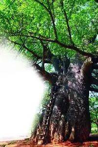 环球生态｜触摸千年猴面包树，感受大地的神奇