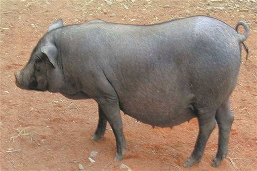 德保猪公猪东山猪母猪东山猪公猪陆川猪母猪陆川猪公猪