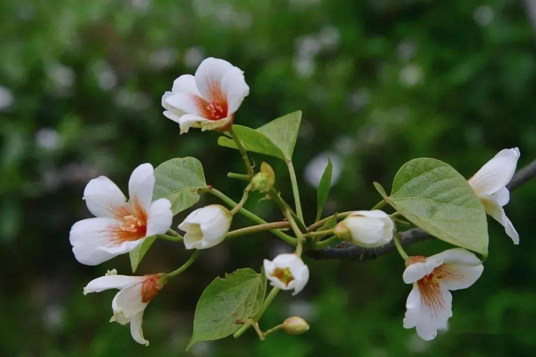 山花爛漫時|我和油桐花有個約會!_青坪