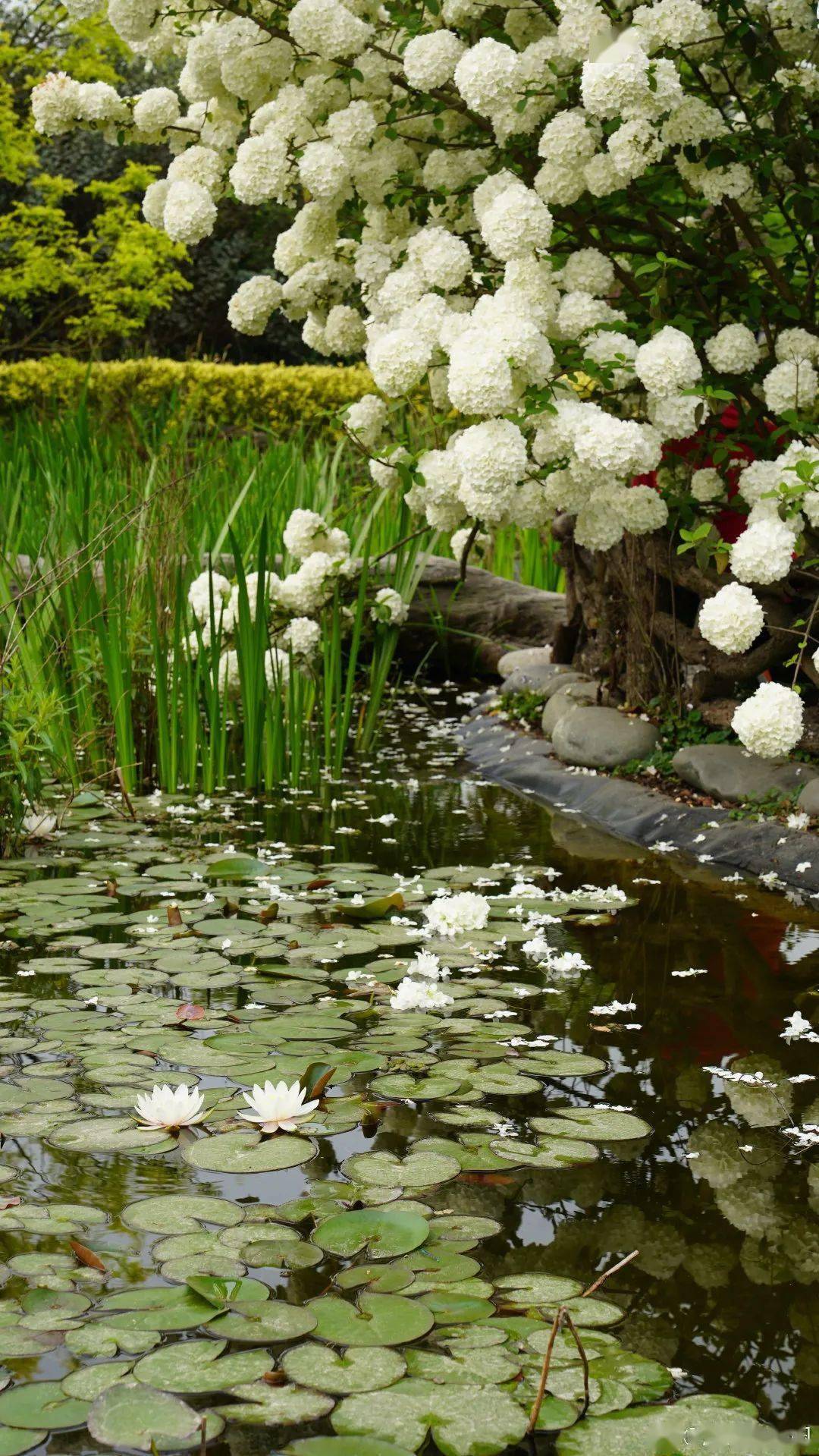 成都木绣球进入盛放期!太美美美啦