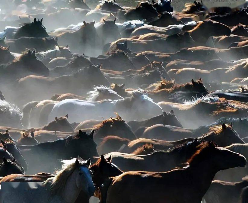 蒙古马一生的挚爱_马群中