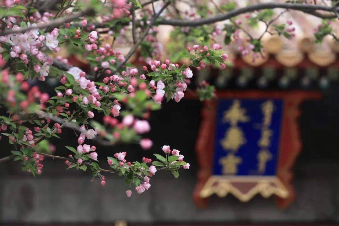 4月2日,故宫永寿宫院内,海棠盛开摄影 / 新京报记者浦峰